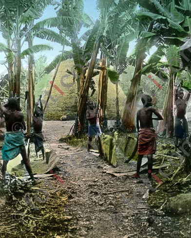 Kinder in einer Bananenanpfalnzung | Children in a banana plantation - Foto foticon-simon-192-024.jpg | foticon.de - Bilddatenbank für Motive aus Geschichte und Kultur